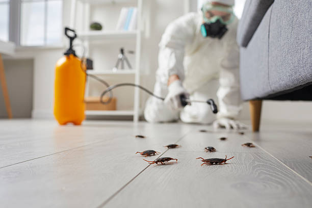 Commercial Rodent Management in North Merrick